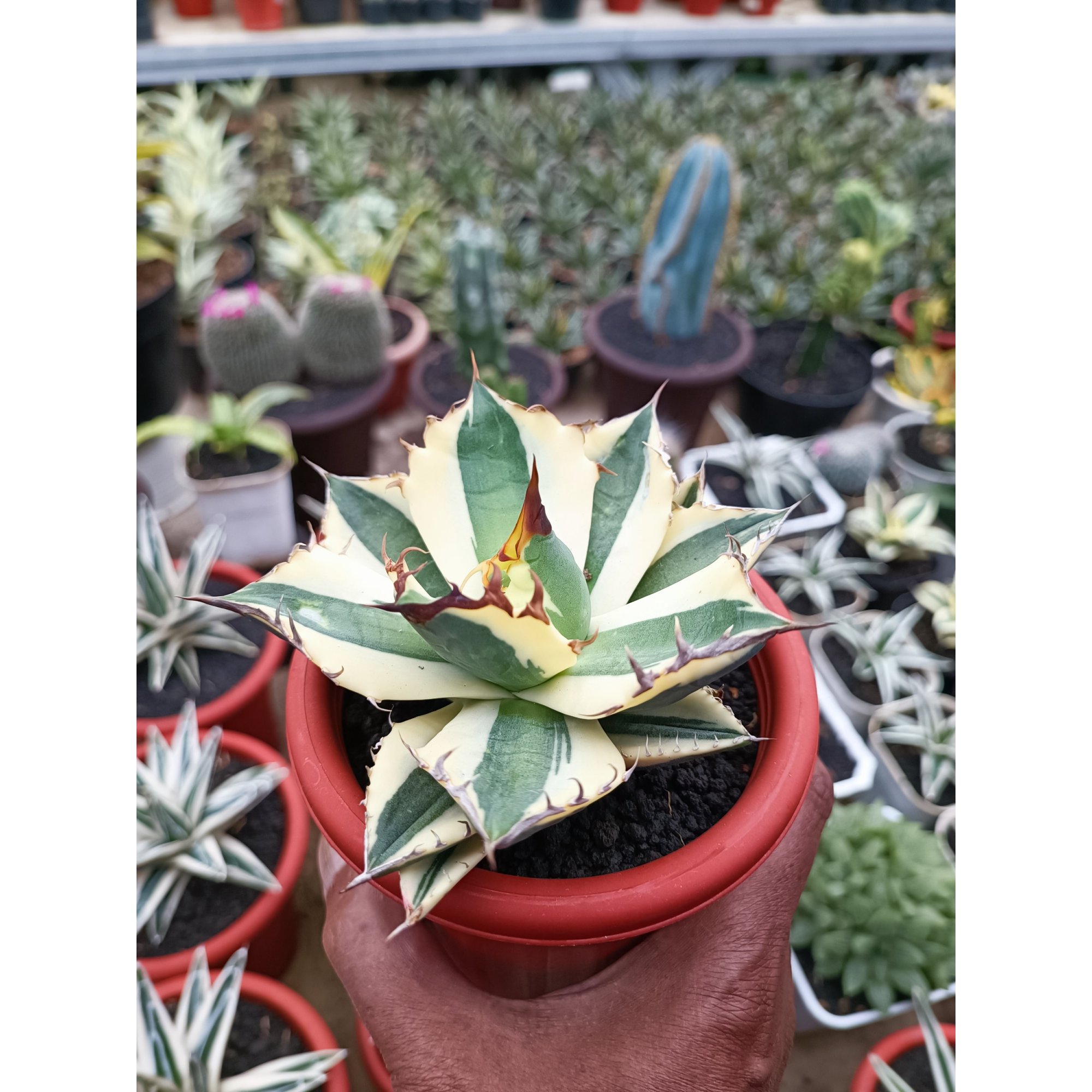 Agave Snaggle Tooth, real feature image plant. Picture taken directly from kaktus.id community Agave farmer green houses.