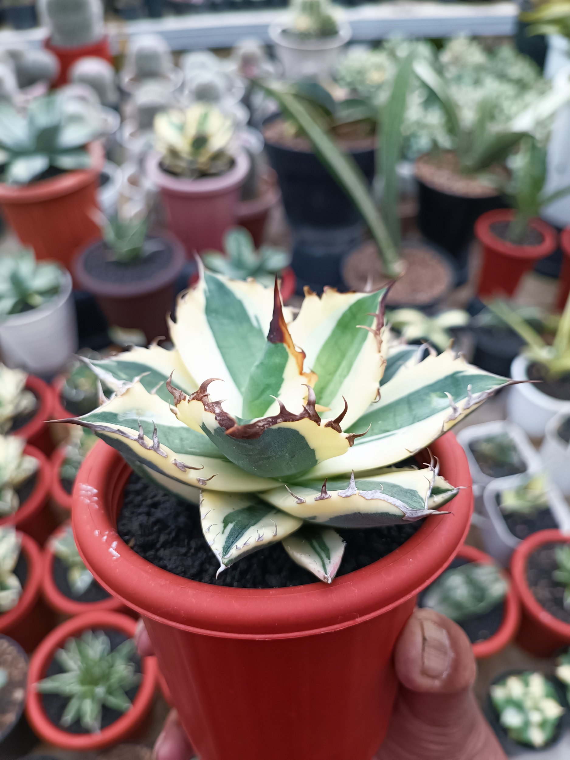 Agave Snaggle Tooth, real gallery image #1 plants. Picture taken directly from kaktus.id community Agave farmer green houses.