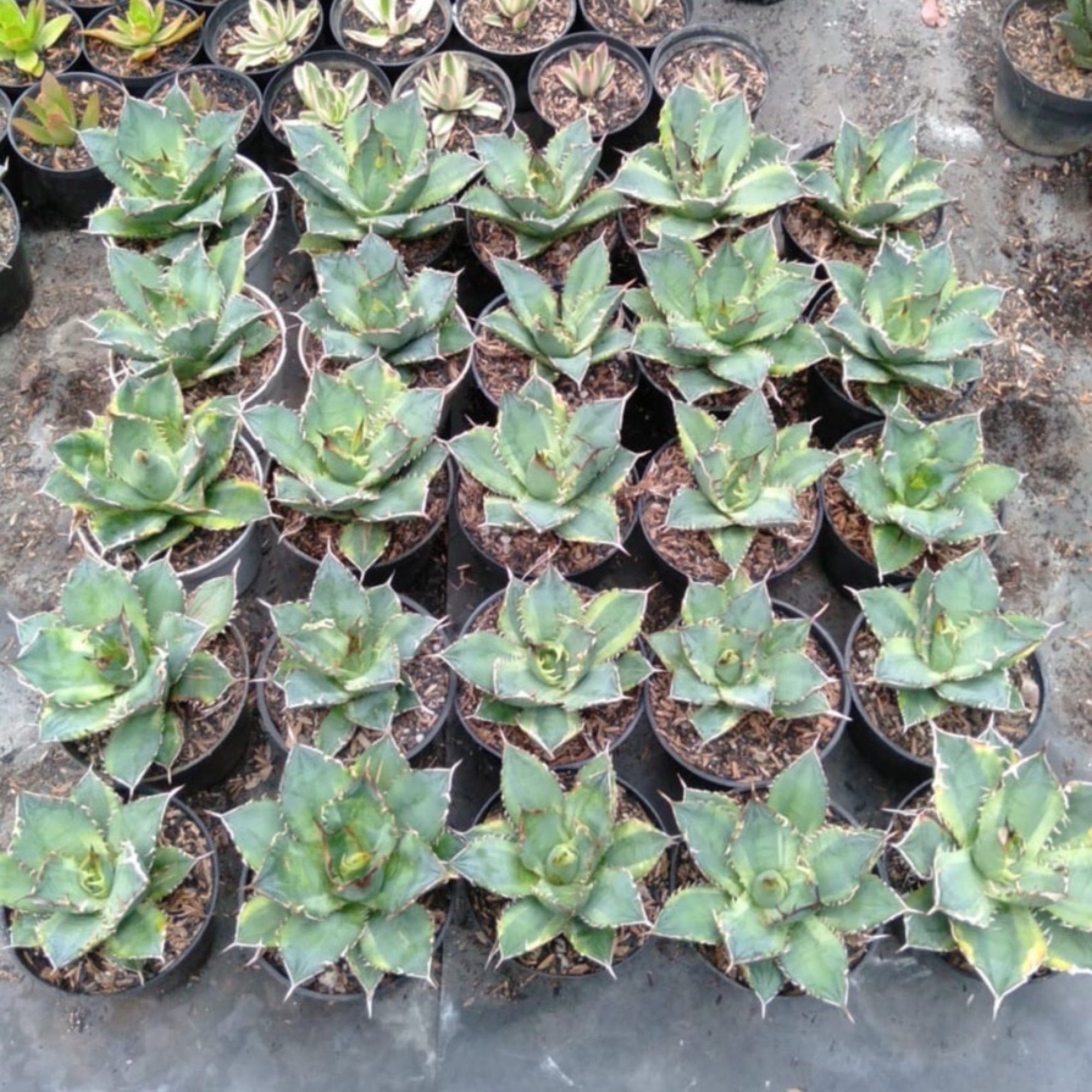 Agave Titanota Banana Peel 25pcs, real feature image plant. Picture taken directly from kaktus.id community Agave farmer green houses.