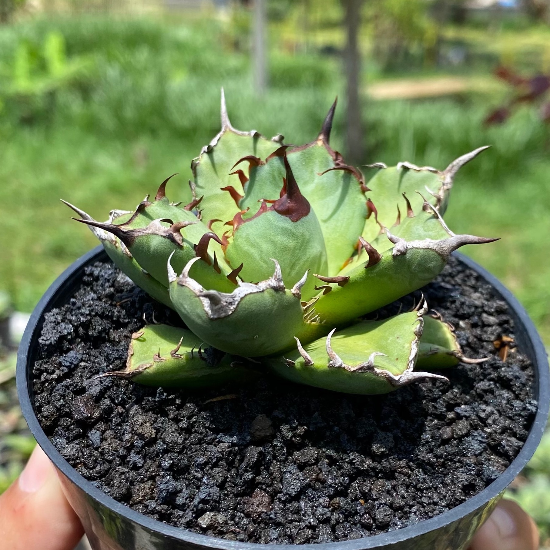 Agave Titanota Beautiful Black Thorn, real gallery image #1 plants. Picture taken directly from kaktus.id community Agave farmer green houses.