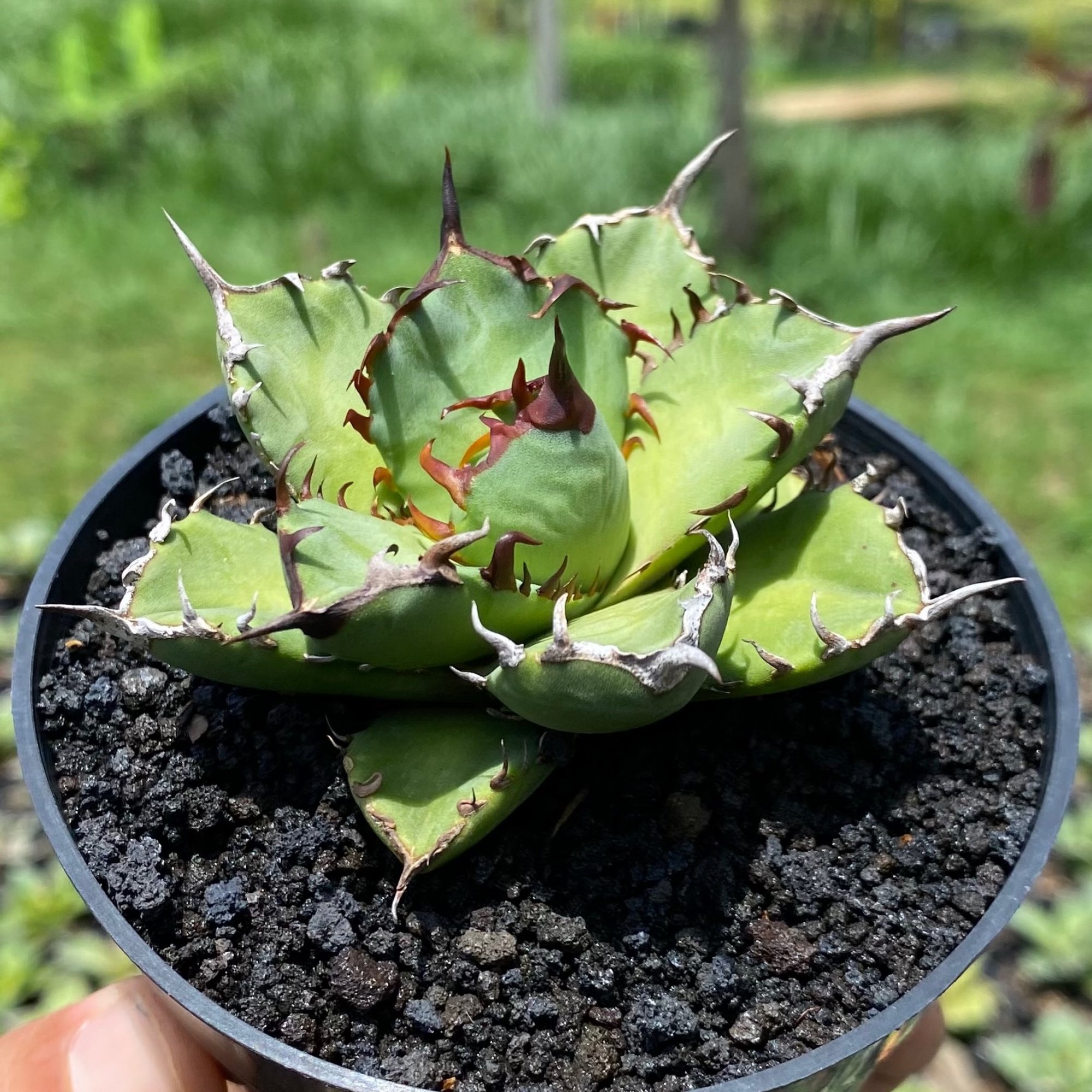 Agave titanota ‘Creep’ Agave titanota 'Creep' – Hidden Agave