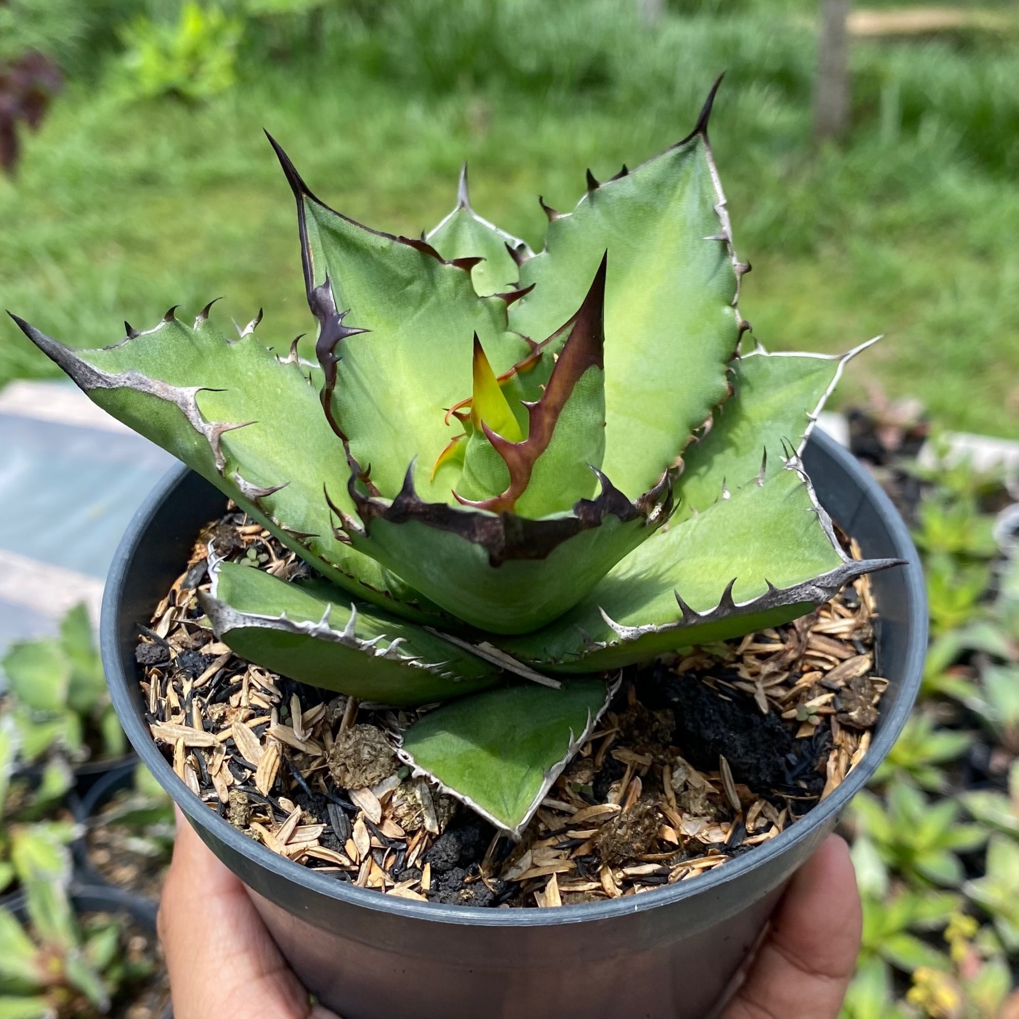 Agave Titanota Black Flame For Sale - Real Pictures, kaktus.id