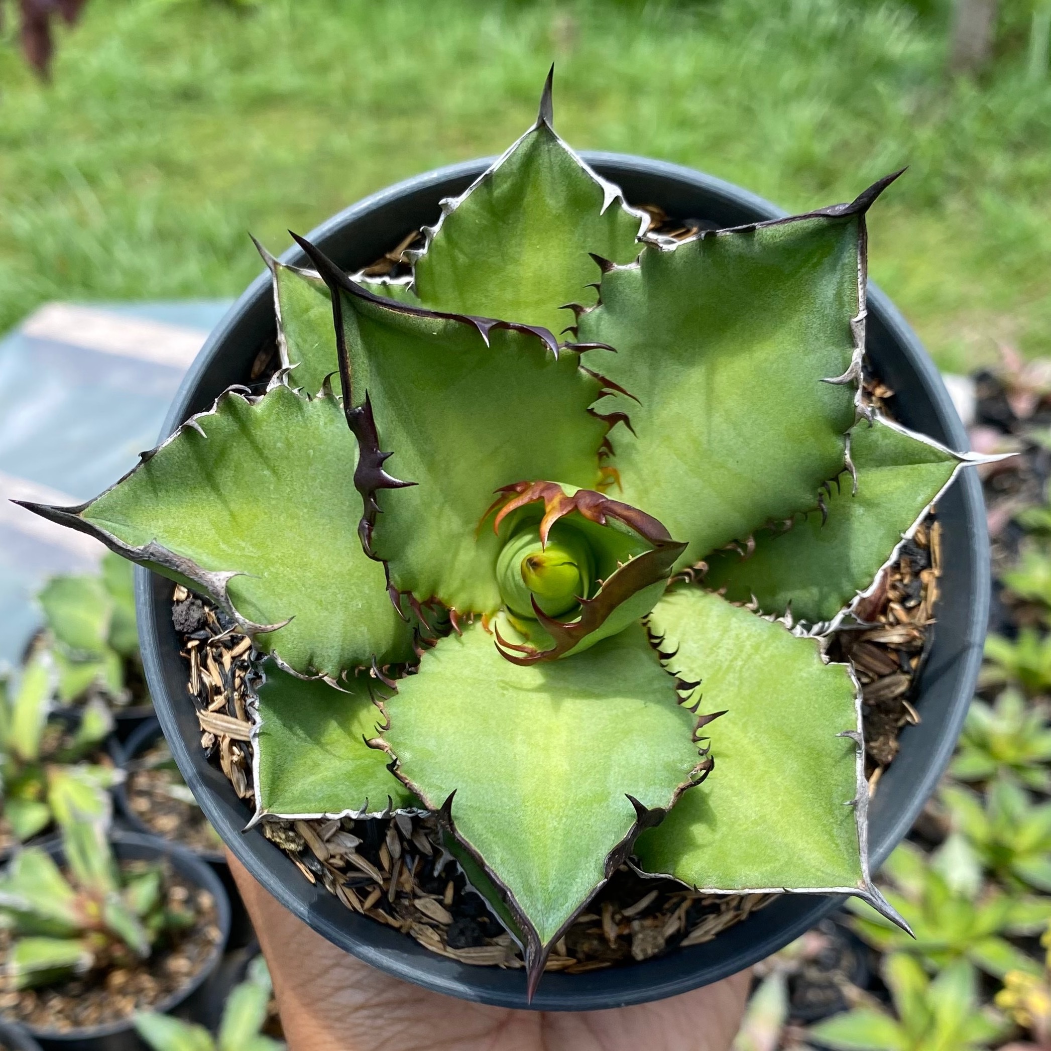 Agave Titanota Black Flame, real gallery image #1 plants. Picture taken directly from kaktus.id community Agave farmer green houses.