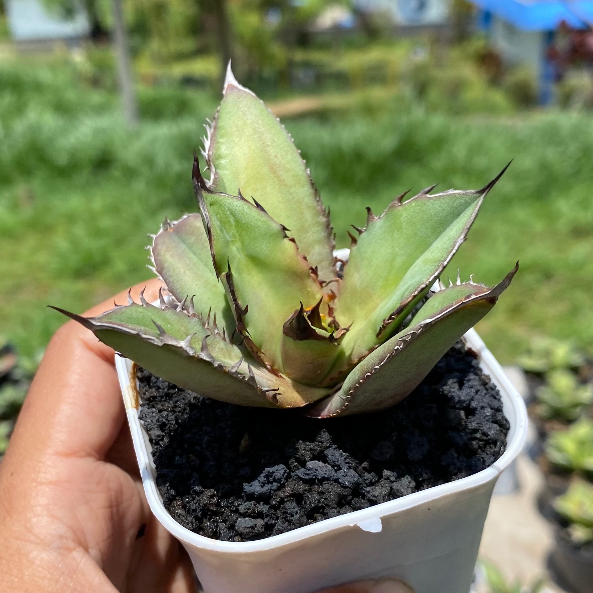 Agave Titanota Black Flame size 10 cm, real gallery image #1 plants. Picture taken directly from kaktus.id community Agave farmer green houses.