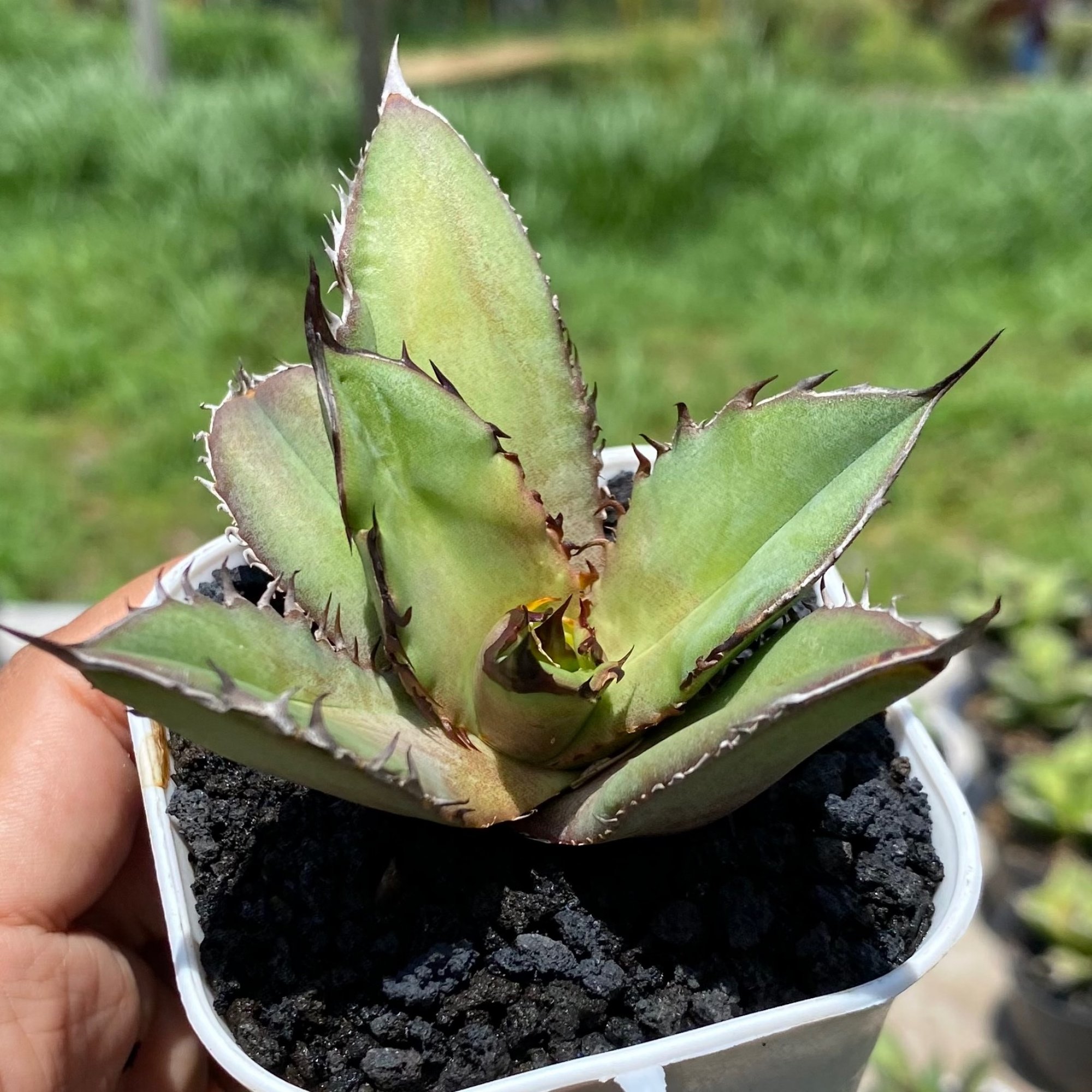 Agave Titanota Black Flame size 10 cm, real feature image plant. Picture taken directly from kaktus.id community Agave farmer green houses.