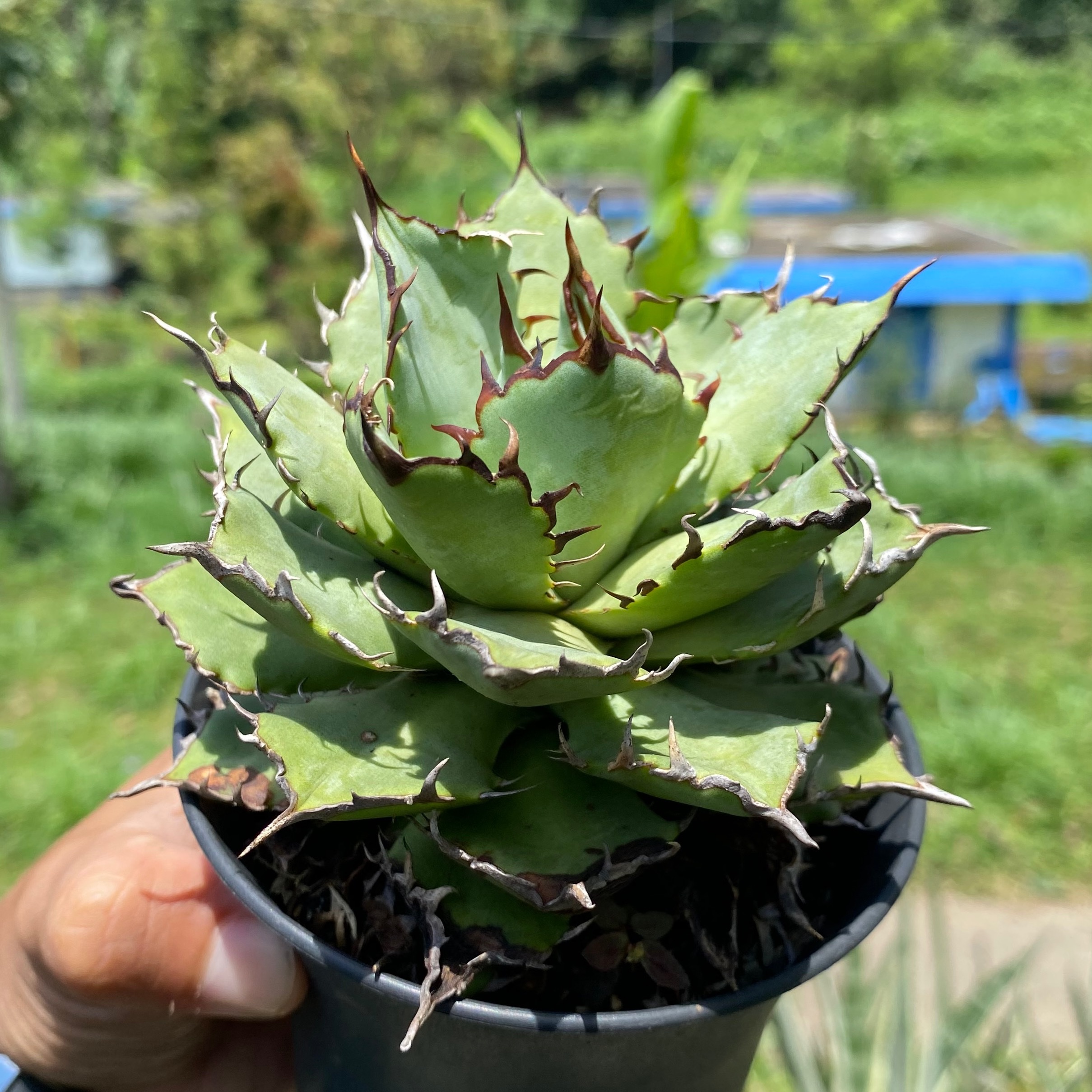 Agave Titanota Filigree, real gallery image #1 plants. Picture taken directly from kaktus.id community Agave farmer green houses.
