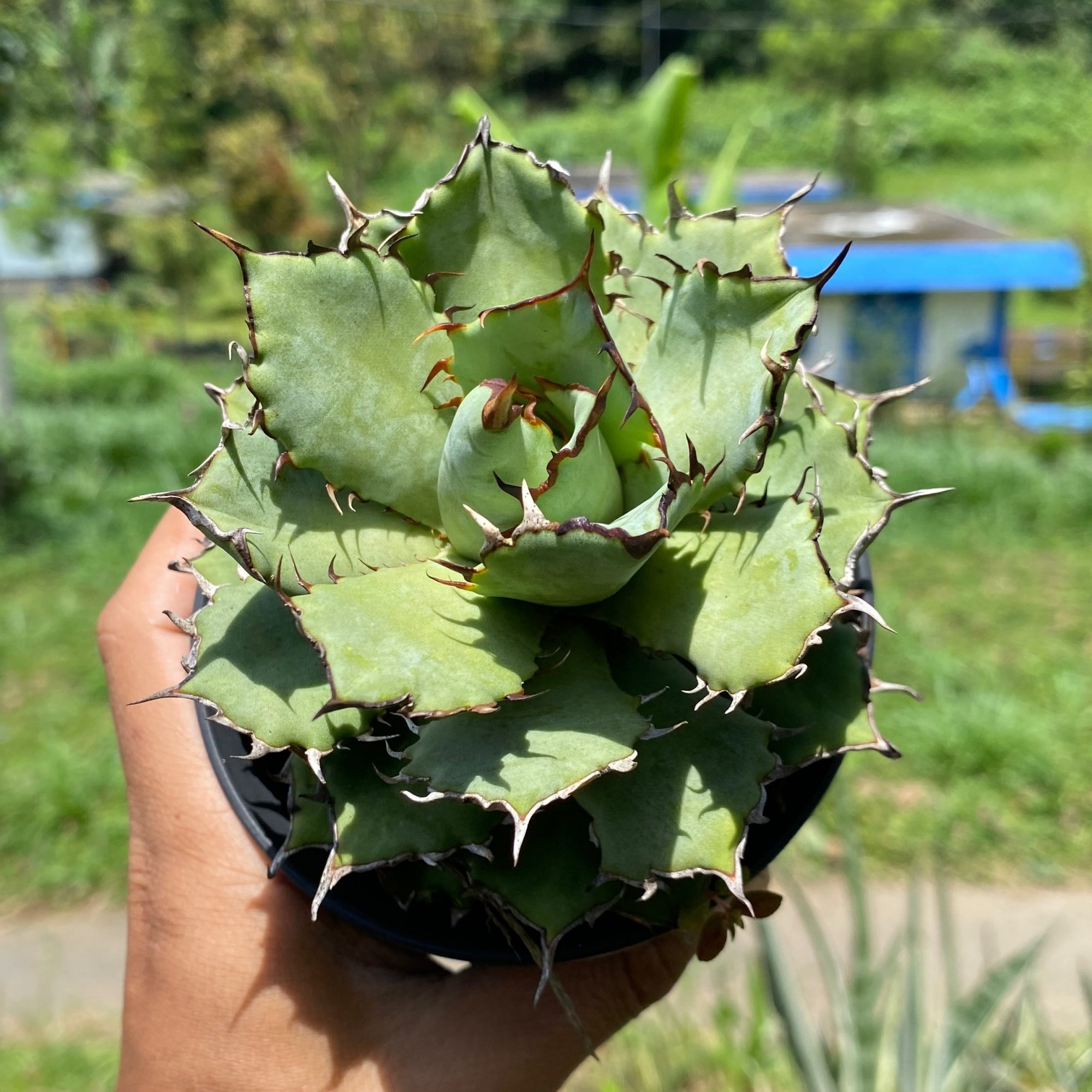 Agave Titanota Filigree, real feature image plant. Picture taken directly from kaktus.id community Agave farmer green houses.