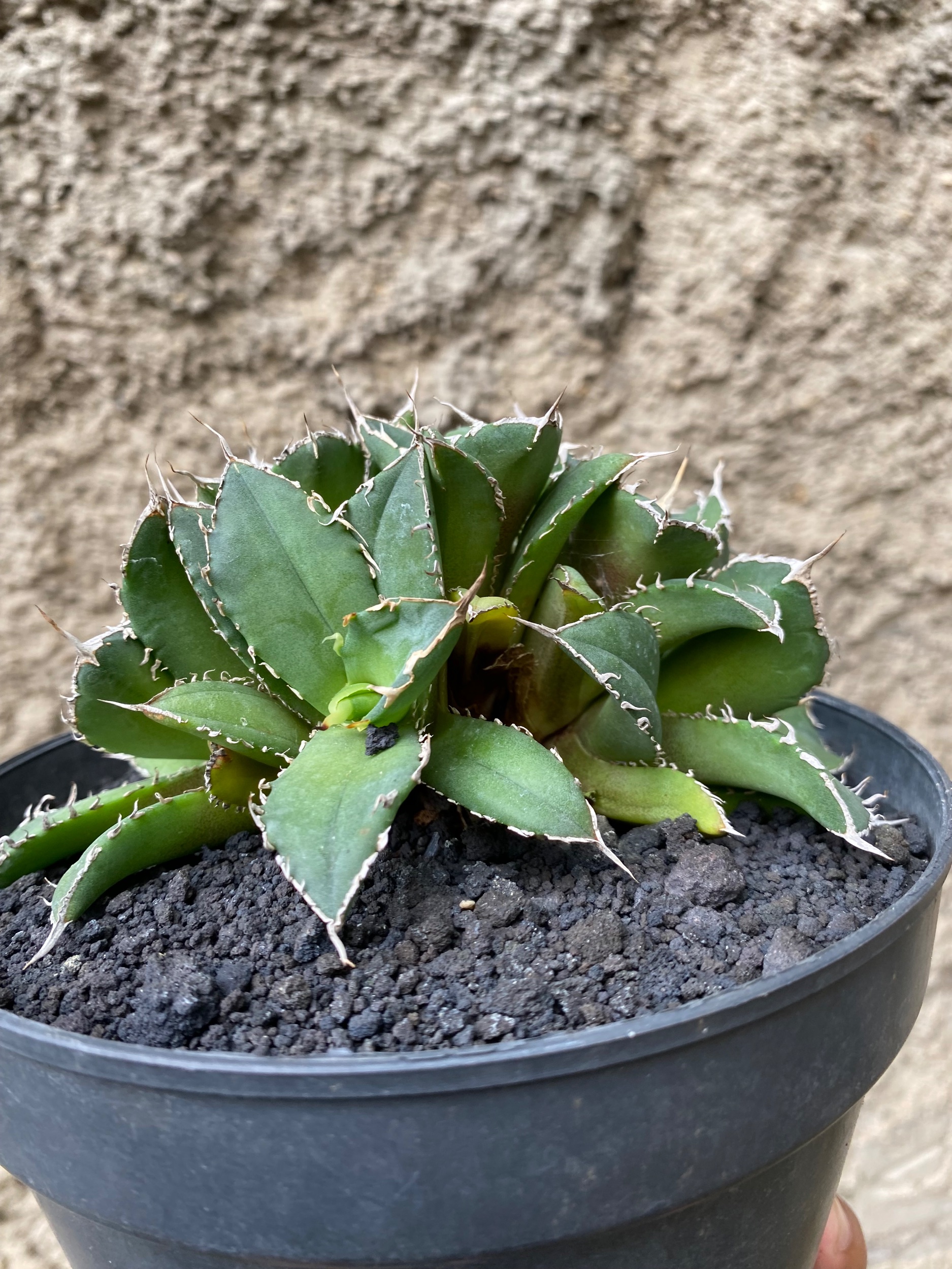 Agave Titanota Fo 76 Cluster, real gallery image #1 plants. Picture taken directly from kaktus.id community Agave farmer green houses.