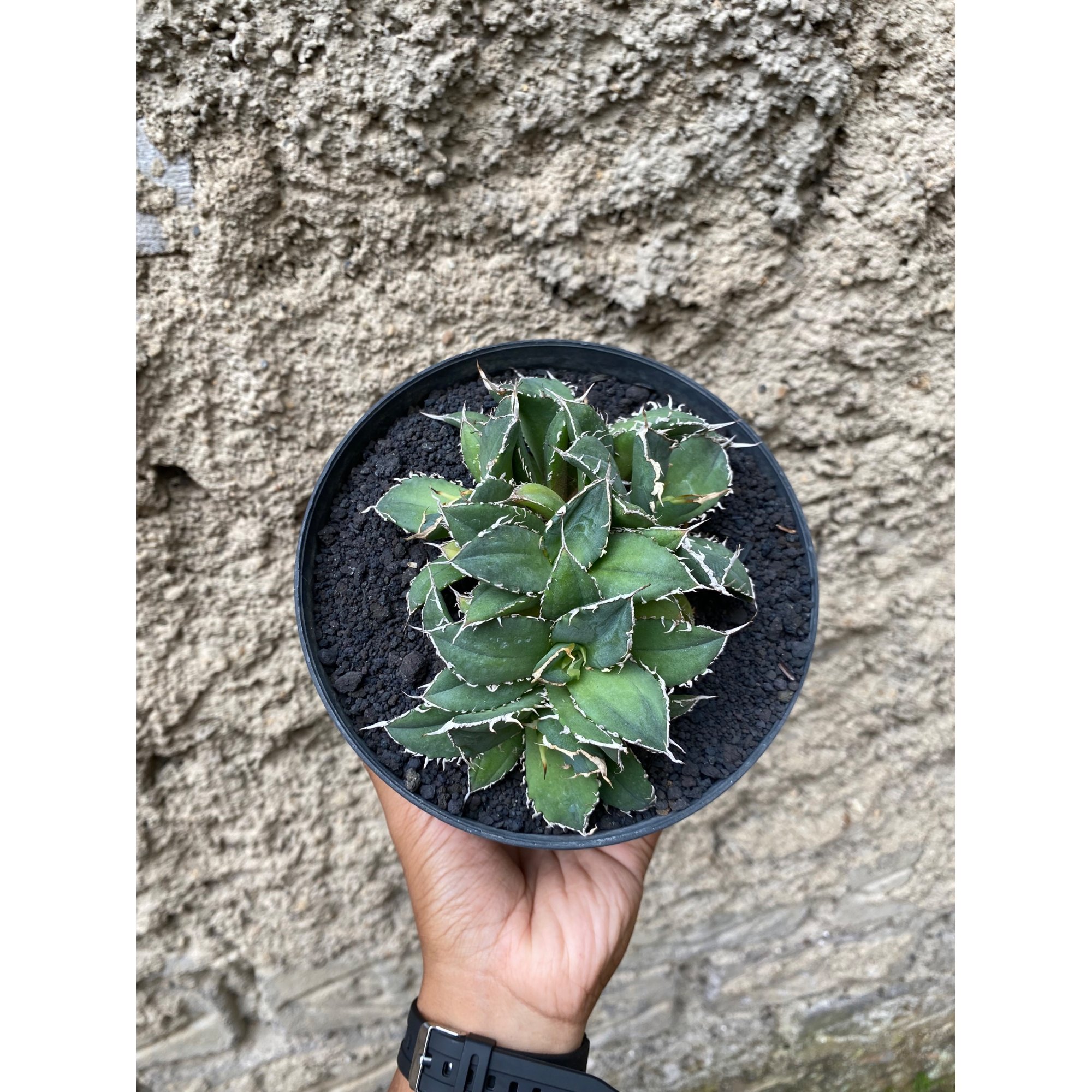 Agave Titanota Fo 76 Cluster, real feature image plant. Picture taken directly from kaktus.id community Agave farmer green houses.
