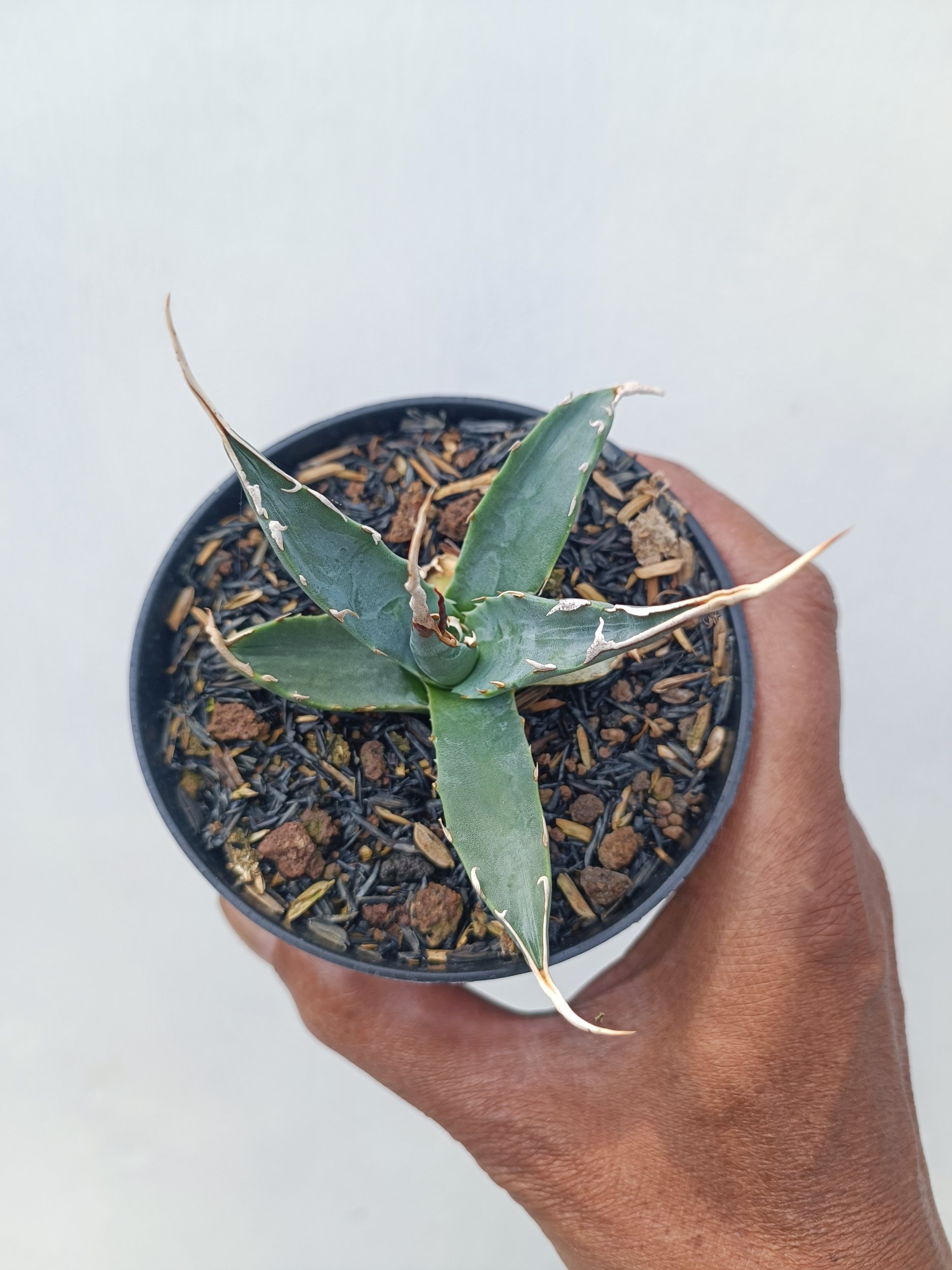 Agave Utahensis, real gallery image #1 plants. Picture taken directly from kaktus.id community Agave farmer green houses.