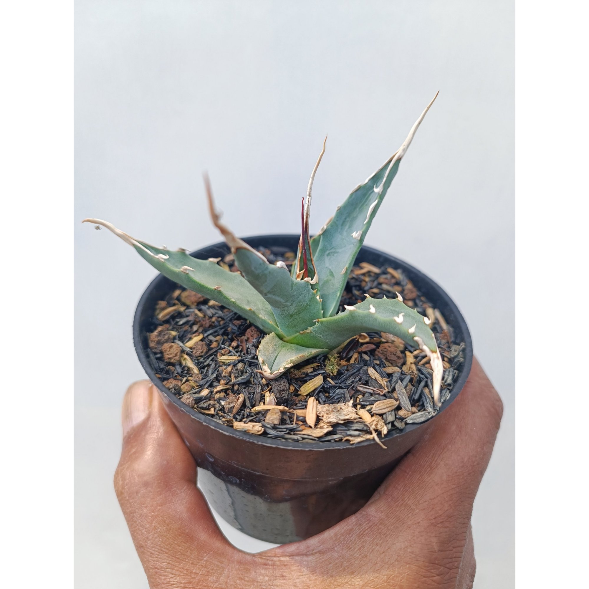 Agave Utahensis, real feature image plant. Picture taken directly from kaktus.id community Agave farmer green houses.