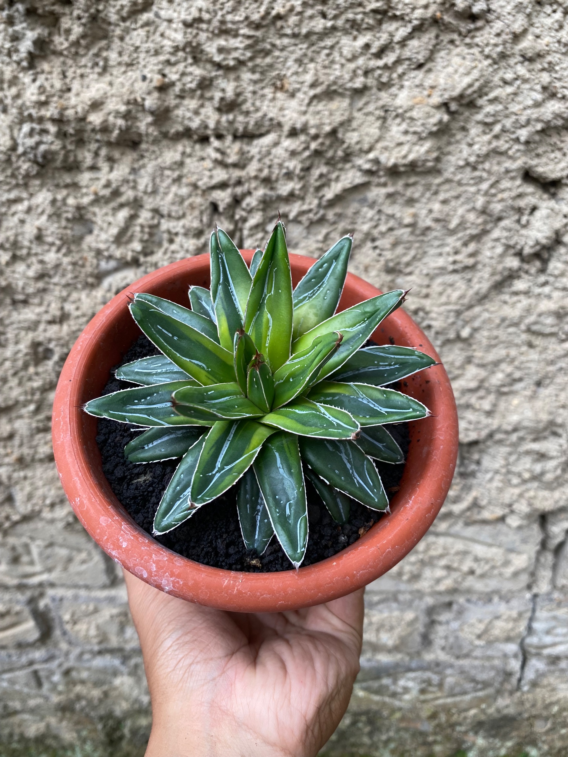 Agave Victoriae-reginae Dwarf Cream Halfmoon, real gallery image #1 plants. Picture taken directly from kaktus.id community Agave farmer green houses.