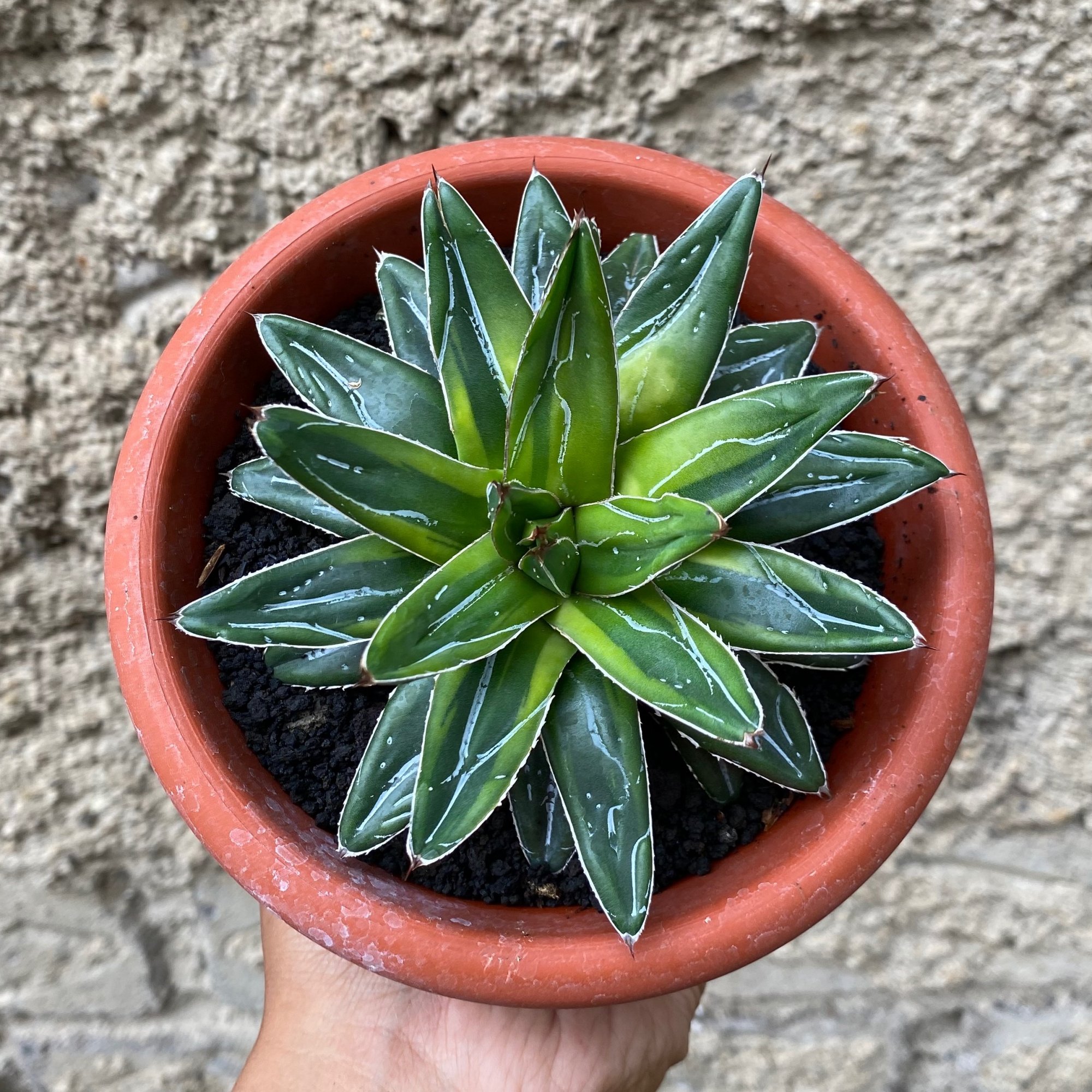 Agave Victoriae-reginae Dwarf Cream Halfmoon, real feature image plant. Picture taken directly from kaktus.id community Agave farmer green houses.