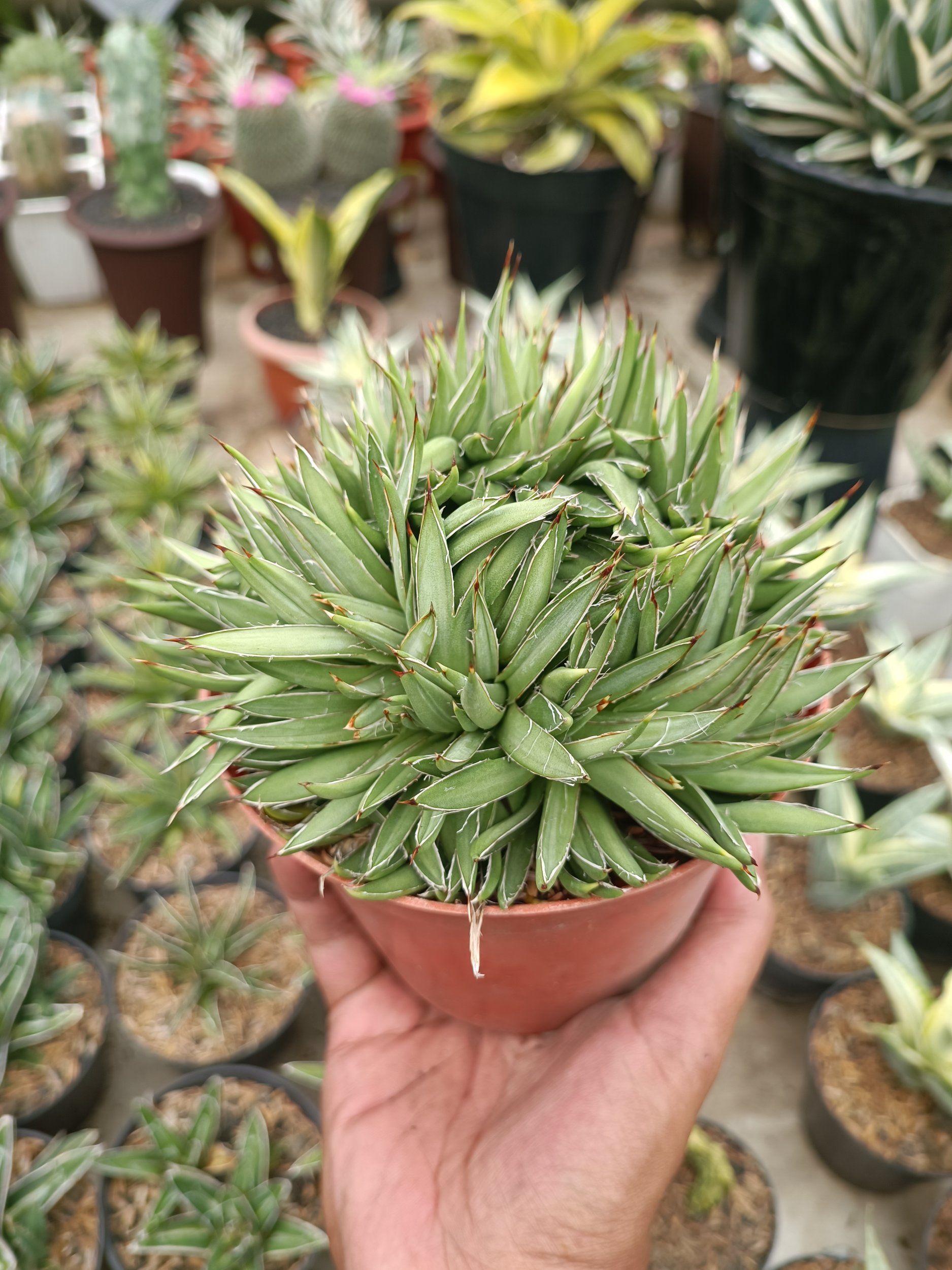 Agave Filifera Cristata, real gallery image #1 plants. Picture taken directly from kaktus.id community Agave farmer green houses.