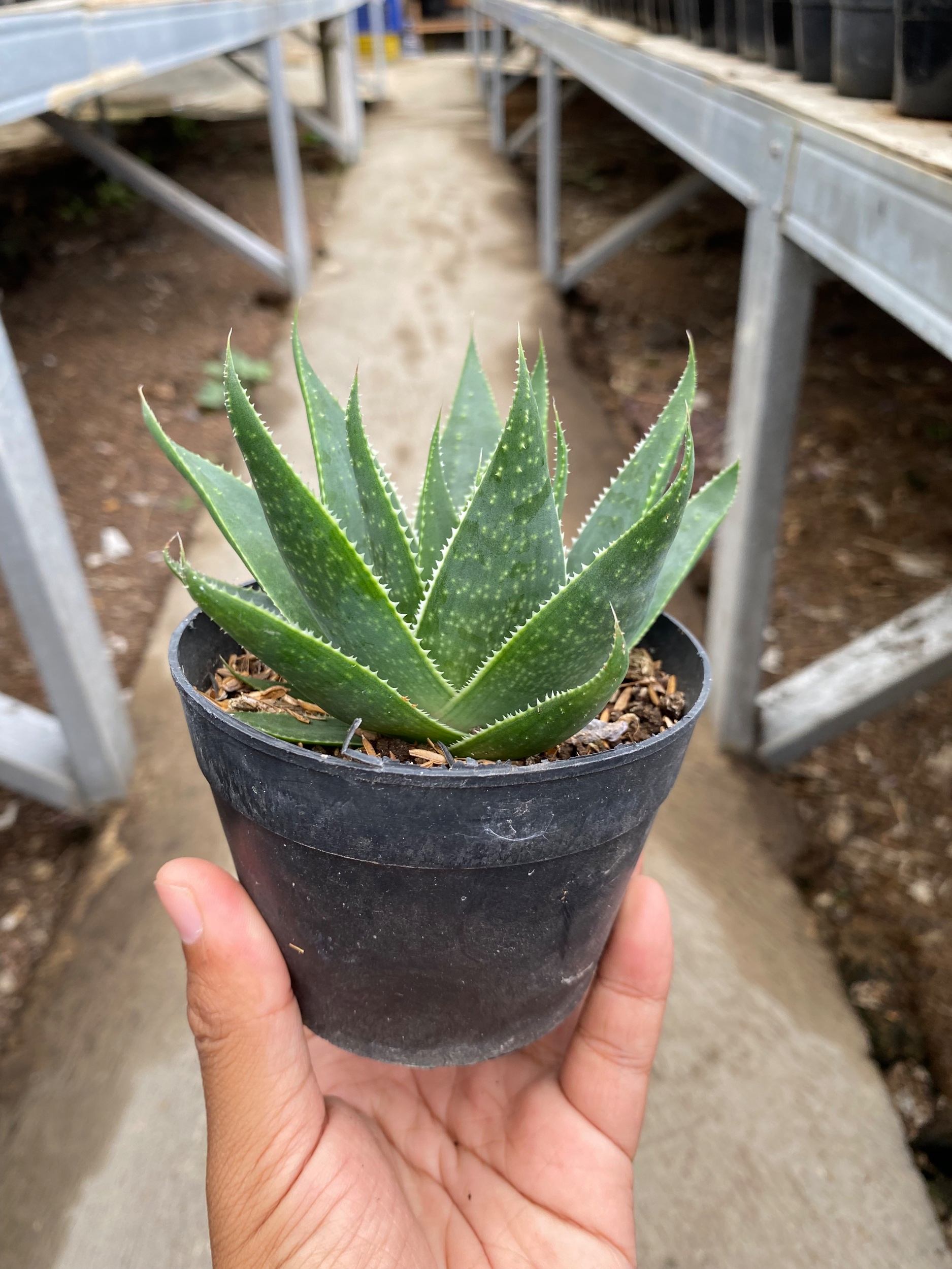 Aloe Aristata 'cosmo', real gallery image #1 plants. Picture taken directly from kaktus.id community Aloe farmer green houses.