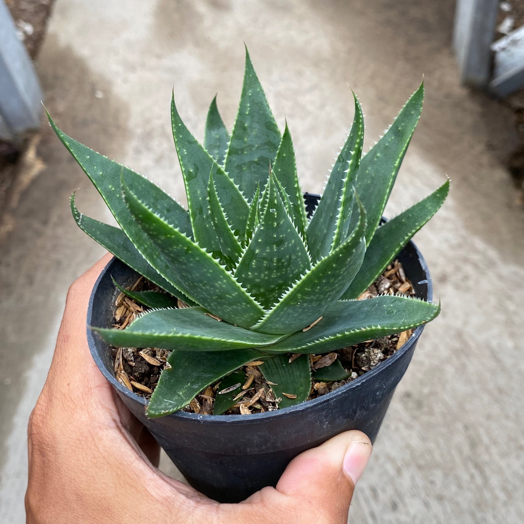 Aloe Aristata 'cosmo', real feature image plant. Picture taken directly from kaktus.id community Aloe farmer green houses.