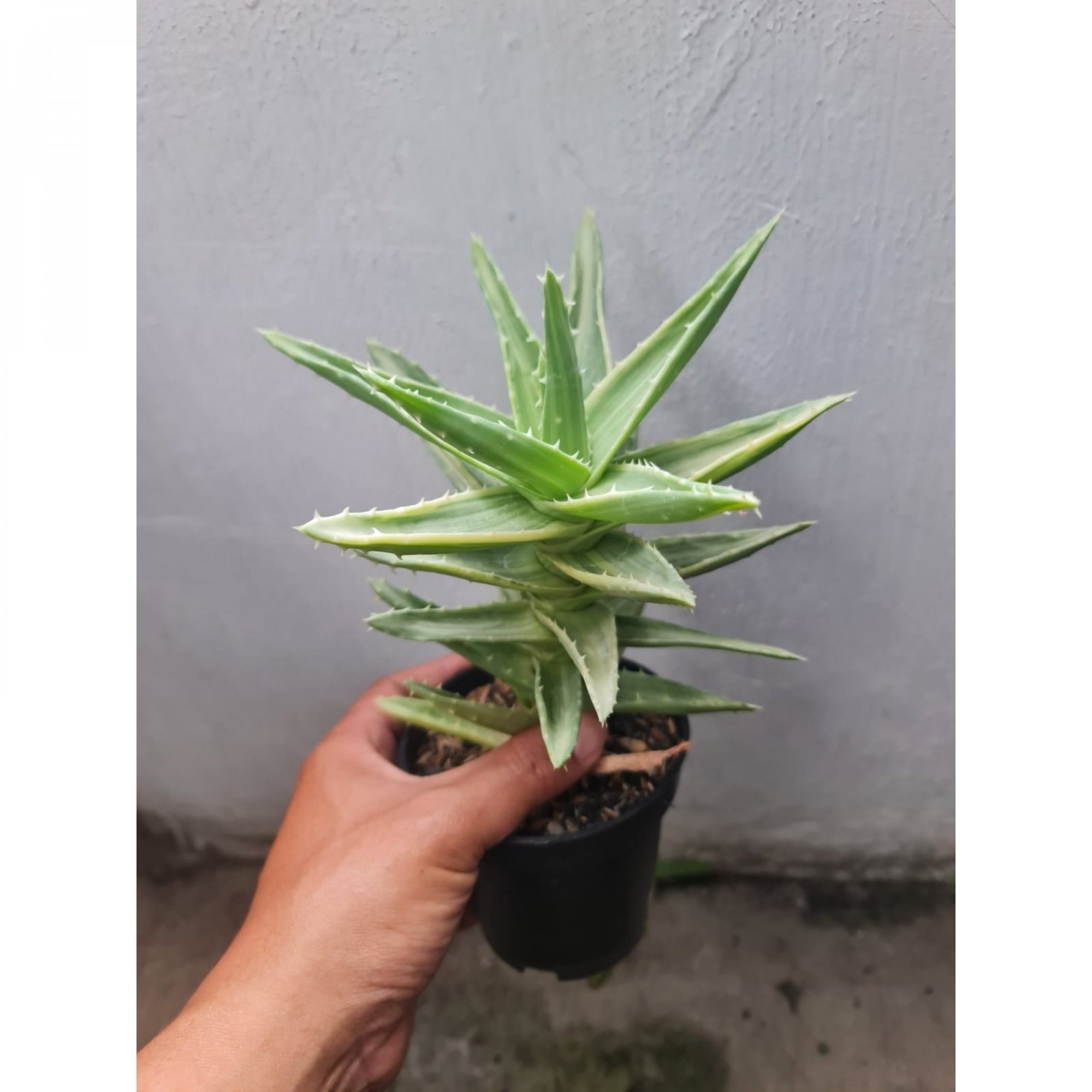 Aloe Nobilis White Variegated, real feature image plant. Picture taken directly from kaktus.id community Aloe farmer green houses.