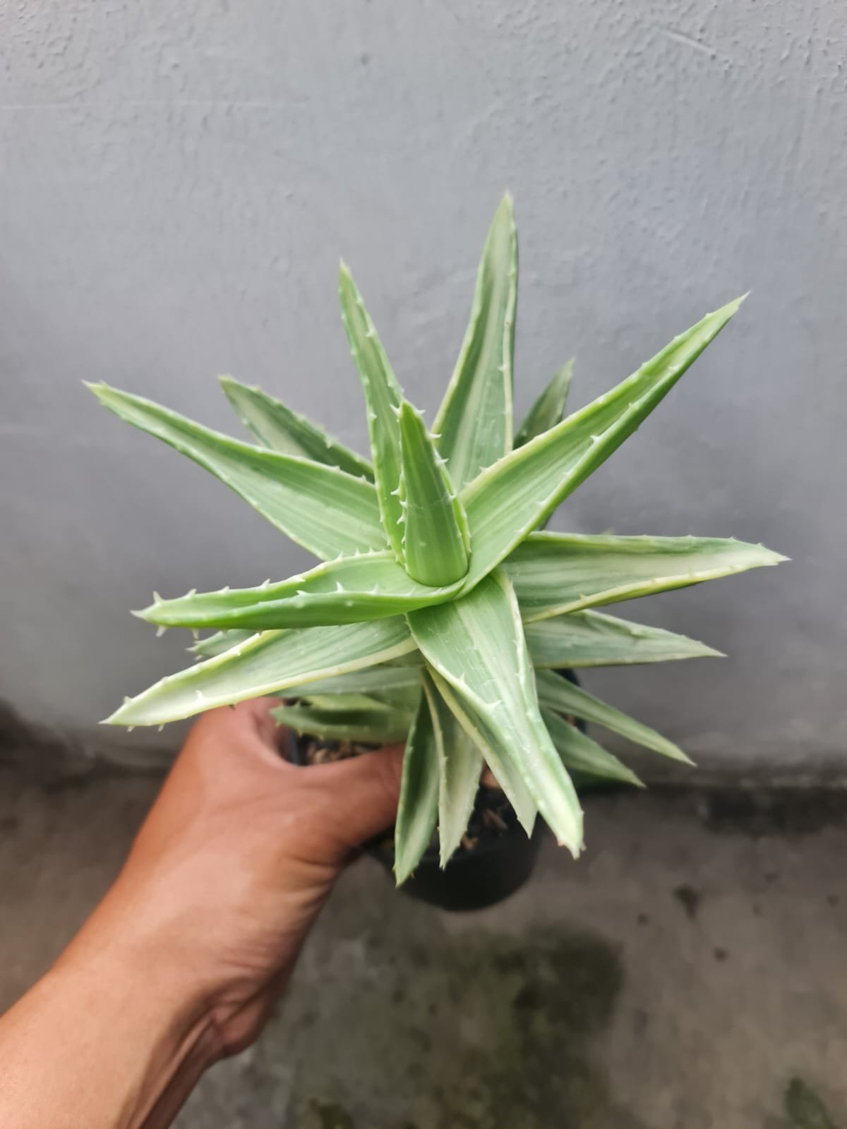 Aloe Nobilis White Variegated, real gallery image #1 plants. Picture taken directly from kaktus.id community Aloe farmer green houses.
