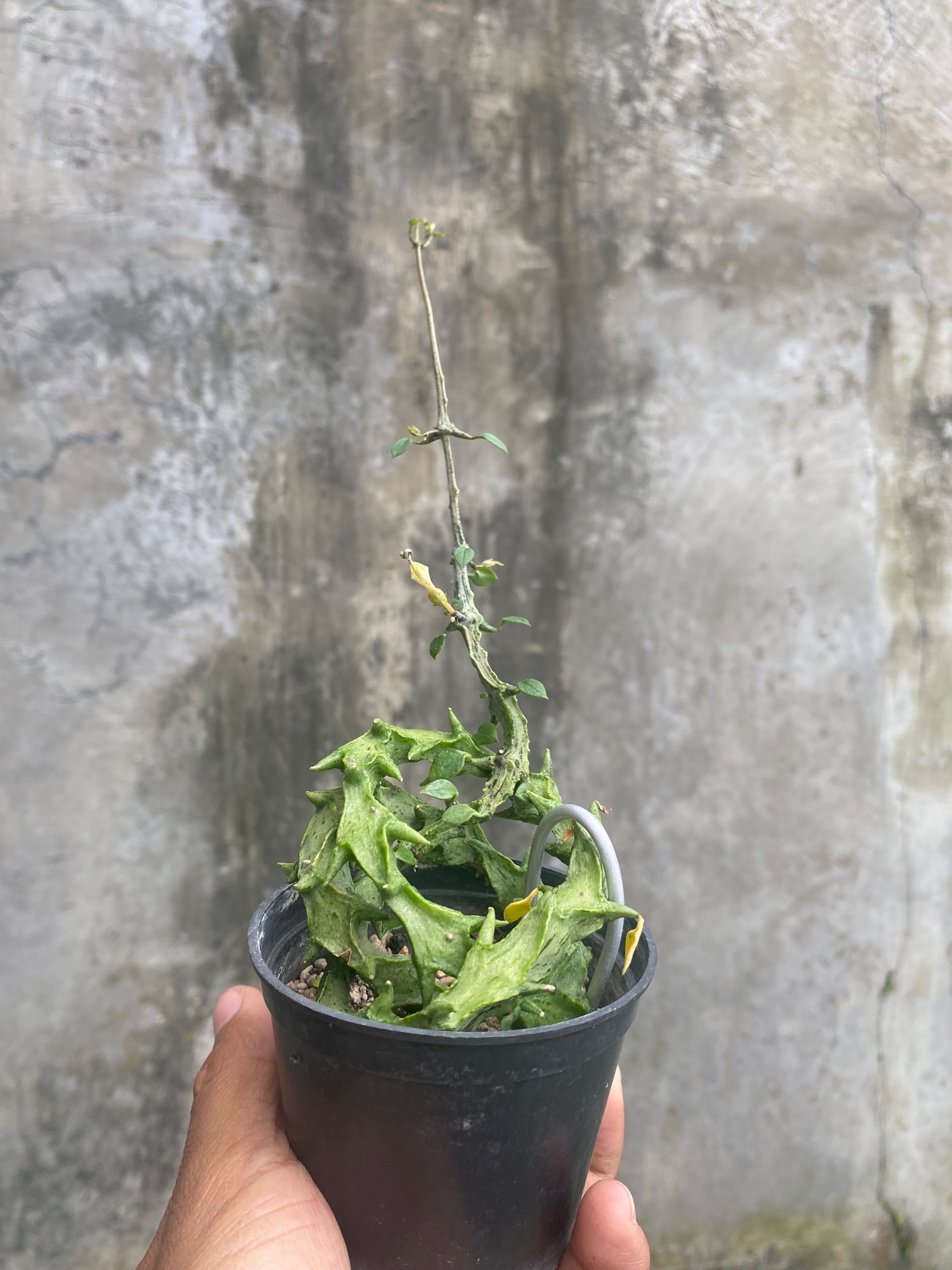 Ceropegia Simonae, real gallery image #1 plants. Picture taken directly from kaktus.id community Ceropegia farmer green houses.