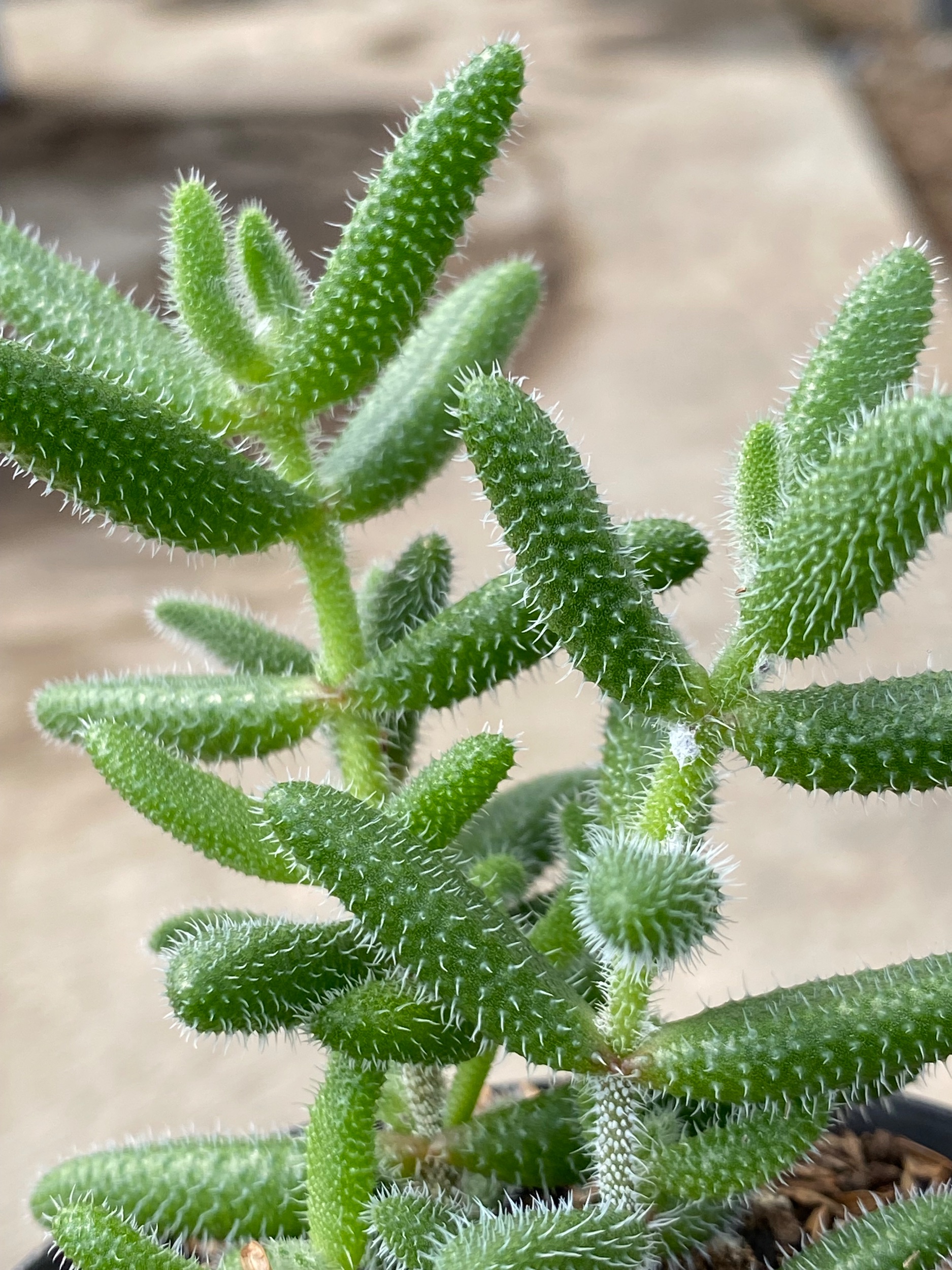 Delosperma Echinatum, real gallery image #1 plants. Picture taken directly from kaktus.id community Delosperma farmer green houses.