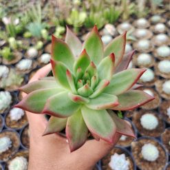 Echeveria Agavoides Margaret Martin, real gallery image #1 plants. Picture taken directly from kaktus.id community Echeveria farmer green houses.