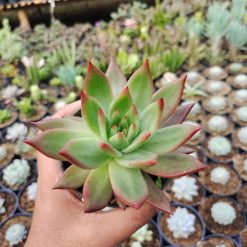 Echeveria Agavoides Margaret Martin, real gallery image #3 plants. Picture taken directly from kaktus.id community Echeveria farmer green houses.