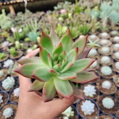 Echeveria Agavoides Margaret Martin, real gallery image #4 plants. Picture taken directly from kaktus.id community Echeveria farmer green houses.