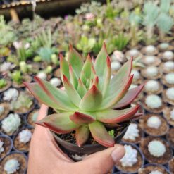 Echeveria Agavoides Margaret Martin, real gallery image #5 plants. Picture taken directly from kaktus.id community Echeveria farmer green houses.