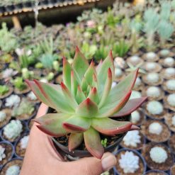 Echeveria Agavoides Margaret Martin, real gallery image #6 plants. Picture taken directly from kaktus.id community Echeveria farmer green houses.