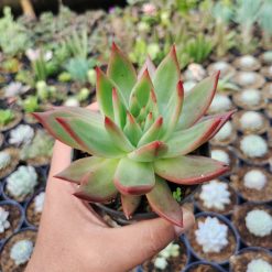 Echeveria Agavoides Margaret Martin, real gallery image #7 plants. Picture taken directly from kaktus.id community Echeveria farmer green houses.