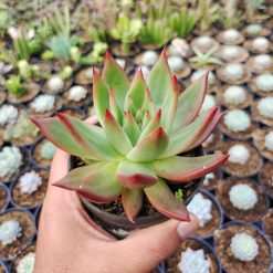 Echeveria Agavoides Margaret Martin, real feature image plant. Picture taken directly from kaktus.id community Echeveria farmer green houses.