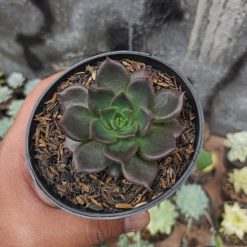 Echeveria Black Prince, real gallery image #2 plants. Picture taken directly from kaktus.id community Echeveria farmer green houses.