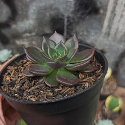 Echeveria Black Prince, real gallery image #3 plants. Picture taken directly from kaktus.id community Echeveria farmer green houses.