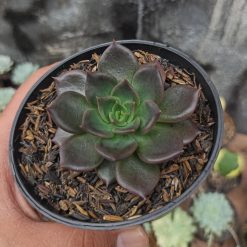 Echeveria Black Prince, real gallery image #4 plants. Picture taken directly from kaktus.id community Echeveria farmer green houses.