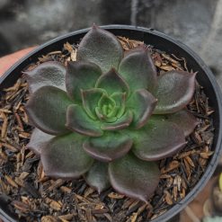 Echeveria Black Prince, real gallery image #5 plants. Picture taken directly from kaktus.id community Echeveria farmer green houses.