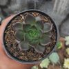 Echeveria Black Prince, real feature image plant. Picture taken directly from kaktus.id community Echeveria farmer green houses.