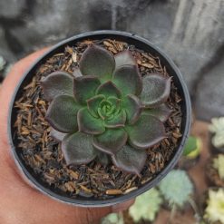 Echeveria Black Prince, real feature image plant. Picture taken directly from kaktus.id community Echeveria farmer green houses.