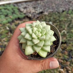 Echeveria C.J. Van Keppel, real gallery image #1 plants. Picture taken directly from kaktus.id community Echeveria farmer green houses.
