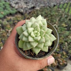 Echeveria C.J. Van Keppel, real gallery image #3 plants. Picture taken directly from kaktus.id community Echeveria farmer green houses.