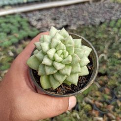 Echeveria C.J. Van Keppel, real gallery image #4 plants. Picture taken directly from kaktus.id community Echeveria farmer green houses.