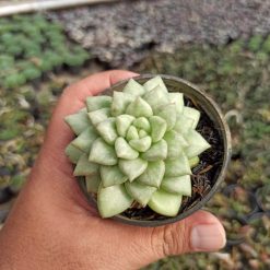 Echeveria C.J. Van Keppel, real gallery image #5 plants. Picture taken directly from kaktus.id community Echeveria farmer green houses.