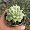 Echeveria C.J. Van Keppel, real feature image plant. Picture taken directly from kaktus.id community Echeveria farmer green houses.