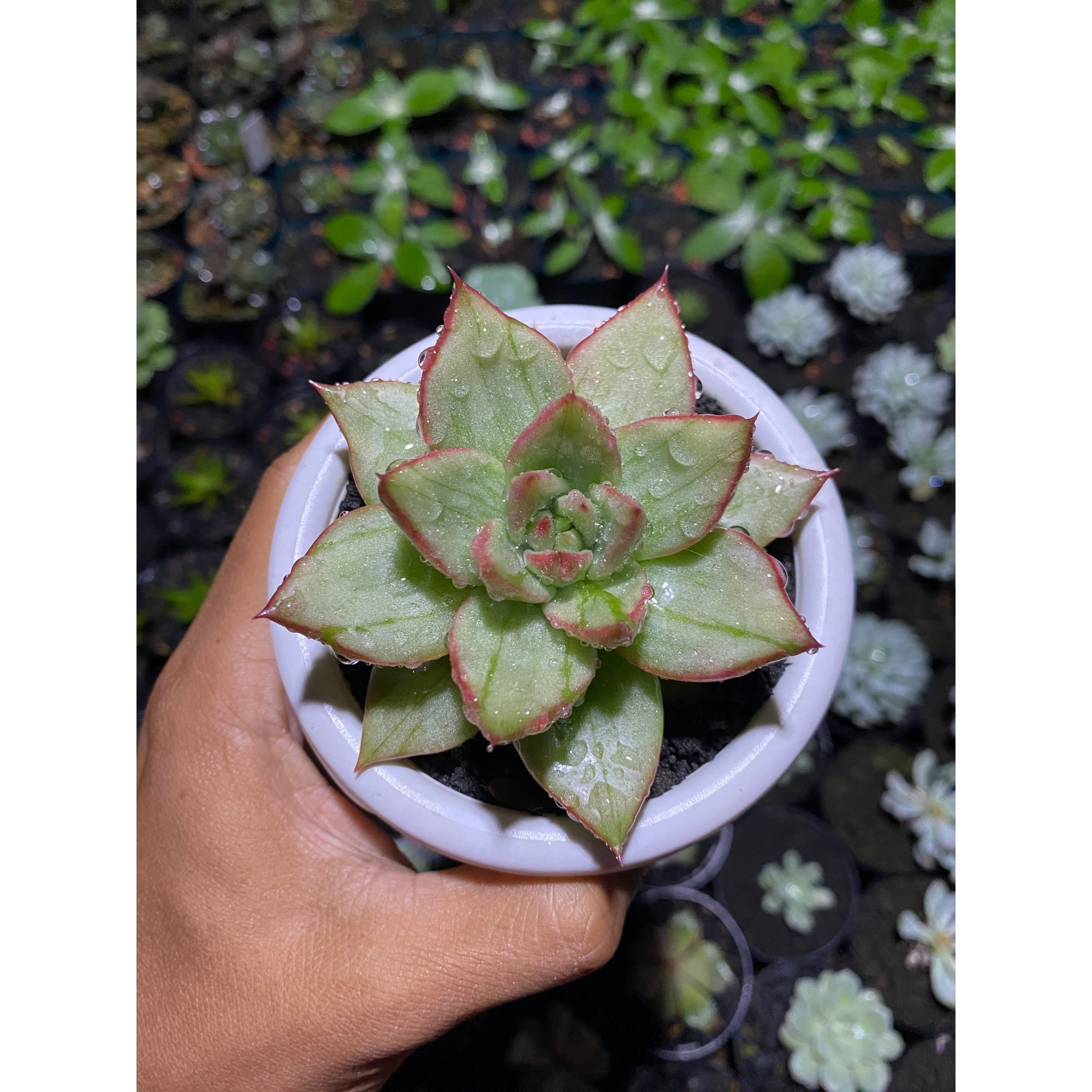 Echeveria Candy Rim Variegated, real feature image plant. Picture taken directly from kaktus.id community Echeveria farmer green houses.