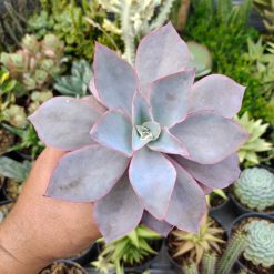 Echeveria Cante Size 12 Cm, real gallery image #1 plants. Picture taken directly from kaktus.id community Echeveria farmer green houses.