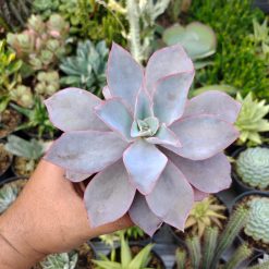 Echeveria Cante Size 12 Cm, real gallery image #3 plants. Picture taken directly from kaktus.id community Echeveria farmer green houses.