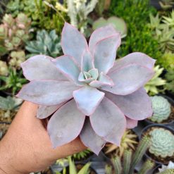 Echeveria Cante Size 12 Cm, real gallery image #4 plants. Picture taken directly from kaktus.id community Echeveria farmer green houses.
