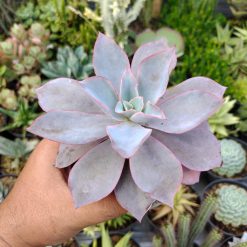 Echeveria Cante Size 12 Cm, real gallery image #5 plants. Picture taken directly from kaktus.id community Echeveria farmer green houses.