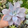 Echeveria Cante Size 12 Cm, real feature image plant. Picture taken directly from kaktus.id community Echeveria farmer green houses.