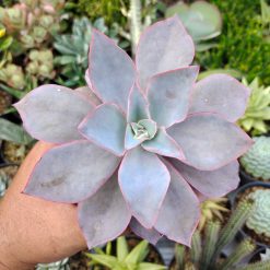 Echeveria Cante Size 12 Cm, real feature image plant. Picture taken directly from kaktus.id community Echeveria farmer green houses.