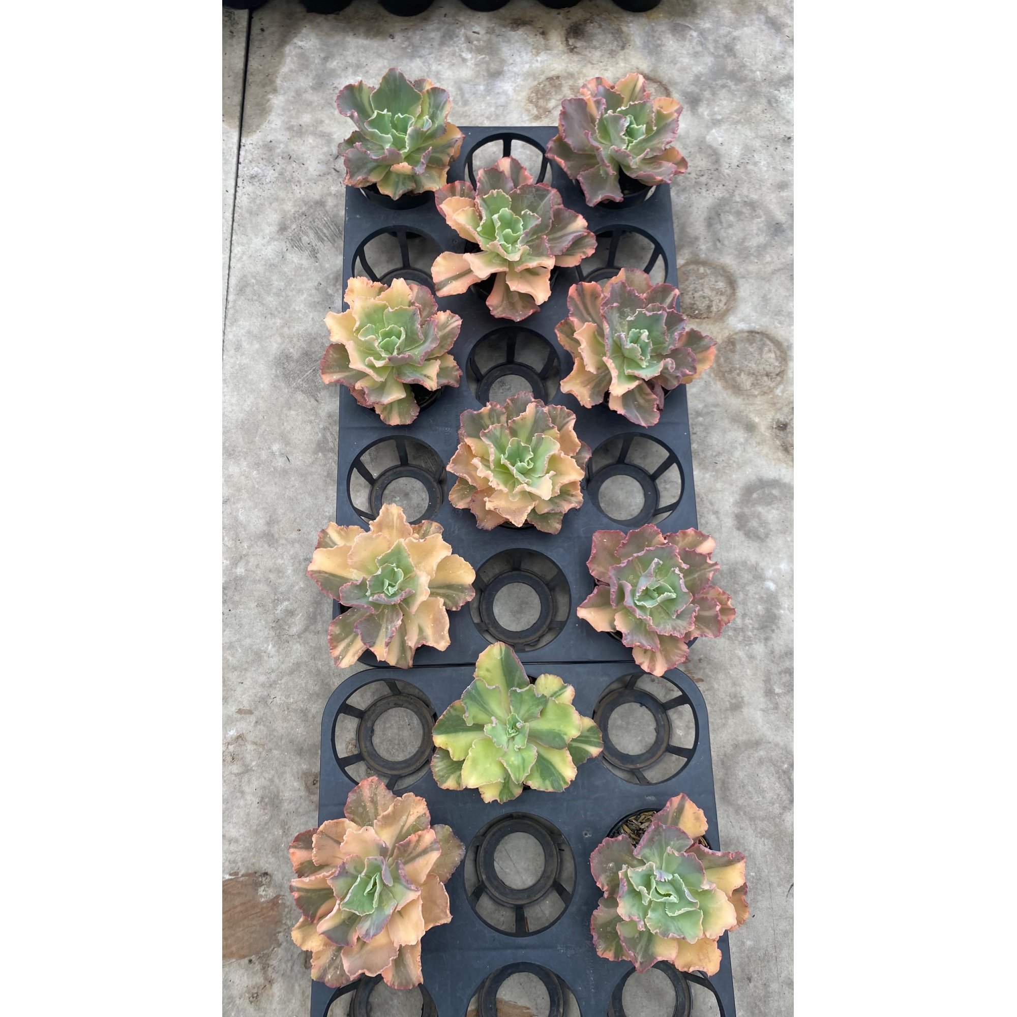 Echeveria Chantilly Variegated 11pcs, real feature image plant. Picture taken directly from kaktus.id community Echeveria farmer green houses.
